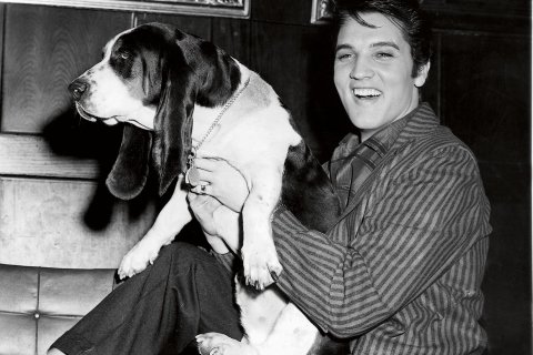 Elvis and Basset Hound